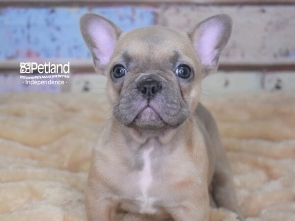 French Bulldog DOG Male Blue Fawn 2911 Petland Independence, Missouri