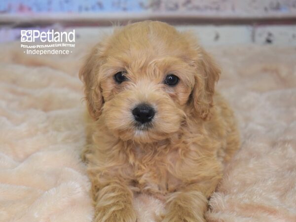 Miniature Goldendoodle DOG Female Golden 2912 Petland Independence, Missouri