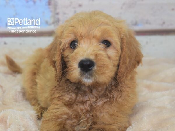 Miniature Goldendoodle DOG Male Golden 2913 Petland Independence, Missouri