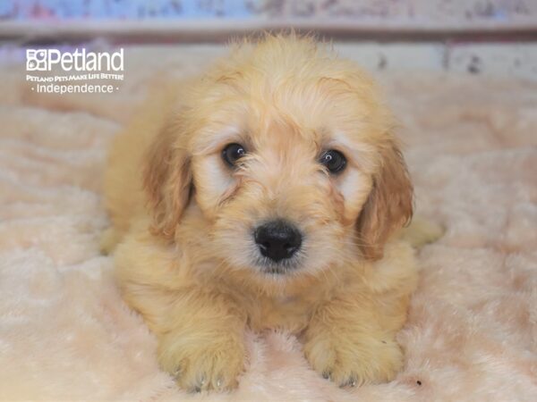 Miniature Goldendoodle DOG Male Golden 2915 Petland Independence, Missouri