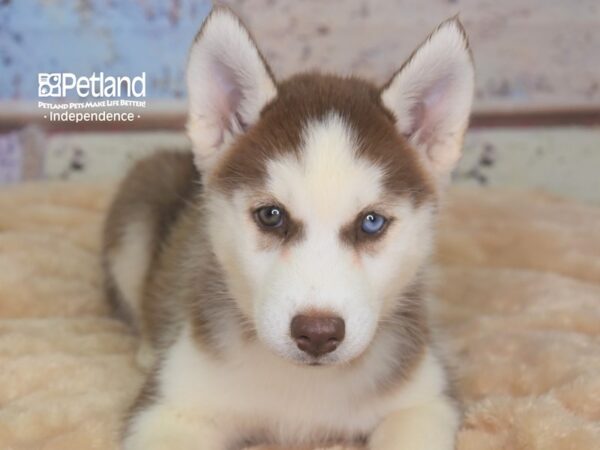 Siberian Husky-DOG-Female--2914-Petland Independence, Missouri