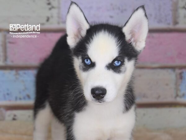 Siberian Husky-DOG-Male-Black & White-2916-Petland Independence, Missouri