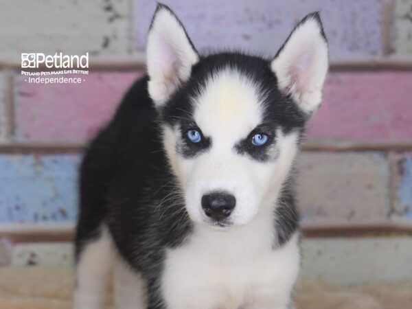 Siberian Husky DOG Male Black & White 2916 Petland Independence, Missouri