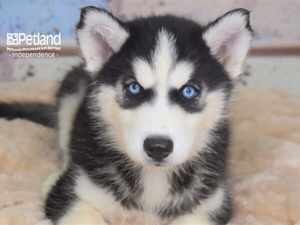 Siberian Husky-DOG-Male-Black & White-2795-Petland Independence, Missouri