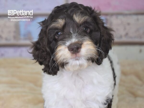 Cockapoo-DOG-Female-Chocolate & White-2931-Petland Independence, Missouri