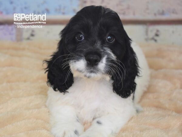 Cockapoo DOG Male Black and white 2923 Petland Independence & Lee's Summit, MO