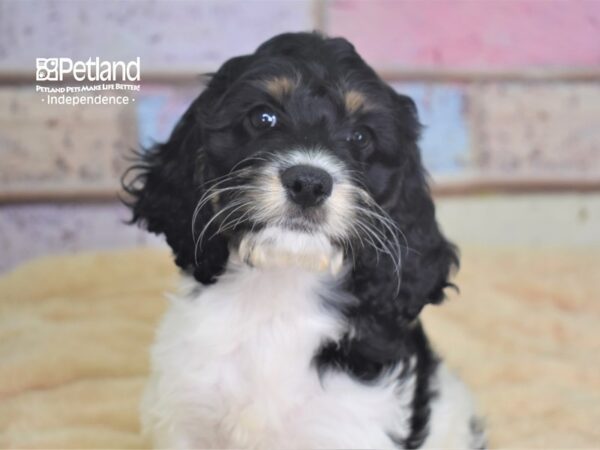 Cockapoo-DOG-Female-Black and White-2922-Petland Independence & Lee's Summit, MO