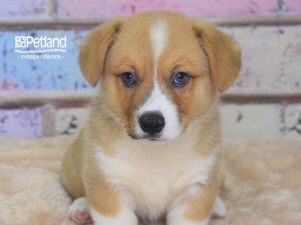 Pembroke Welsh Corgi-DOG-Male-Red and White-2920-Petland Independence & Lee's Summit, MO