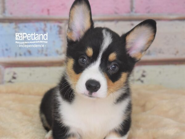 Pembroke Welsh Corgi-DOG-Male-Tri-Color-2932-Petland Independence, Missouri