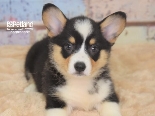 Pembroke Welsh Corgi-DOG-Female-Tri-Color-2935-Petland Independence, Missouri