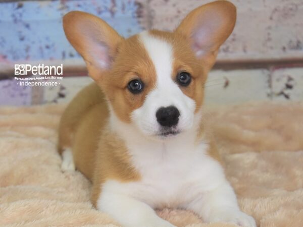 Pembroke Welsh Corgi DOG Female Red and White 2921 Petland Independence, Missouri