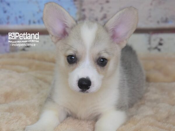 Pembroke Welsh Corgi-DOG-Female-Cream-2934-Petland Independence, Missouri