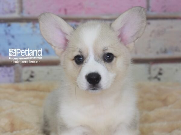 Pembroke Welsh Corgi DOG Female Cream 2933 Petland Independence, Missouri