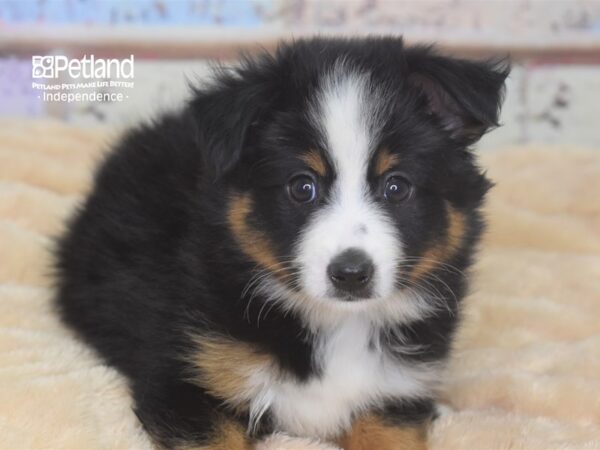 Miniature Australian Shepherd DOG Male Black Tri-Color 2926 Petland Independence, Missouri