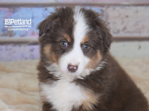 Miniature Australian Shepherd-DOG-Female-Red Tri-2928-Petland Independence & Lee's Summit, MO