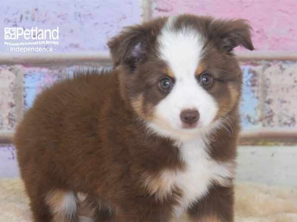 Miniature Australian Shepherd-DOG-Male-Red Tri-2927-Petland Independence & Lee's Summit, MO