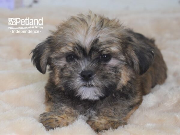 Shorkie Tzu DOG Male Golden 2930 Petland Independence, Missouri