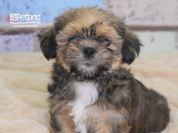 Shorkie Tzu DOG Male Golden 2929 Petland Independence, Missouri