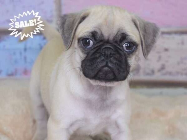 Pug-DOG-Male-Fawn-2836-Petland Independence, Missouri