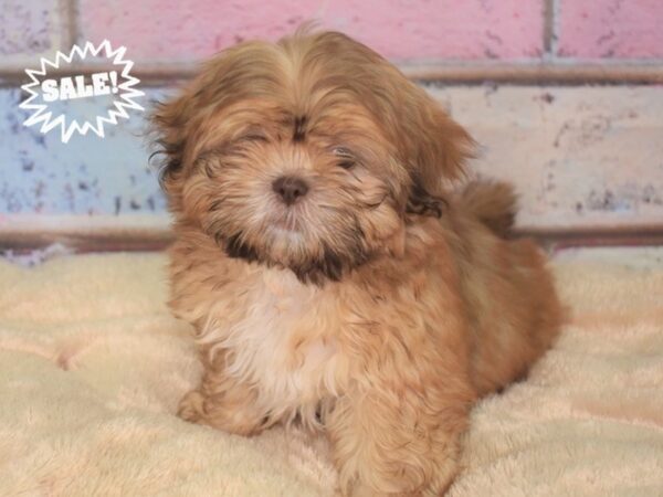 Shih Tzu DOG Male 2797 Petland Independence, Missouri