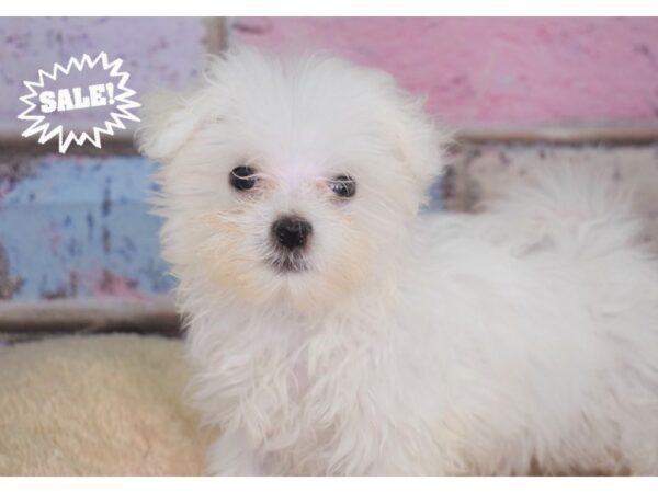 Maltese DOG Male White Black Points 2800 Petland Independence, Missouri