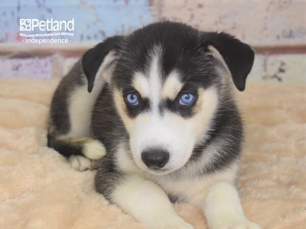 Siberian Husky DOG Male Black & White 2947 Petland Independence, Missouri