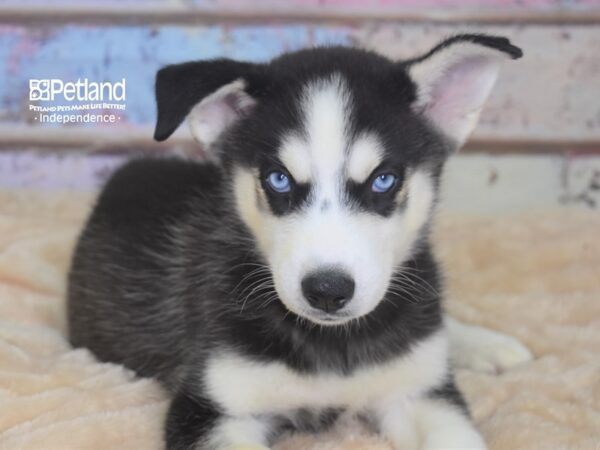 Siberian Husky-DOG-Male-Black & White-2946-Petland Independence, Missouri