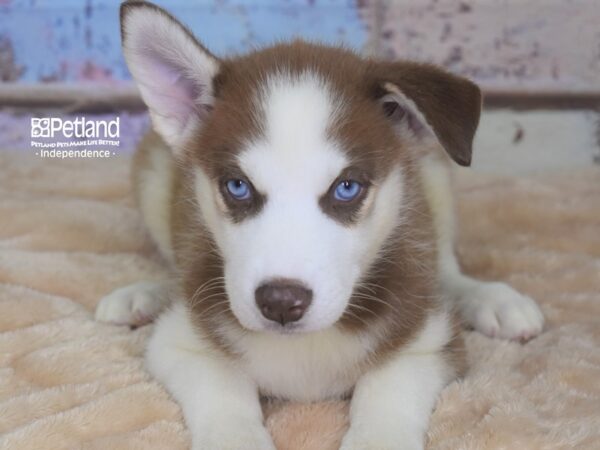 Siberian Husky DOG Female Red & White 2945 Petland Independence, Missouri