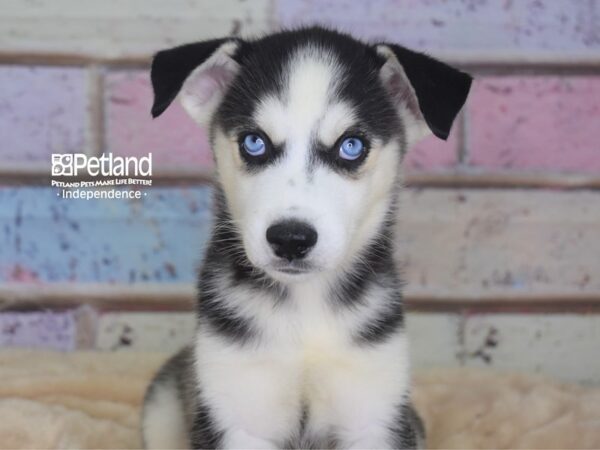 Siberian Husky-DOG-Female-Black & White-2944-Petland Independence & Lee's Summit, MO