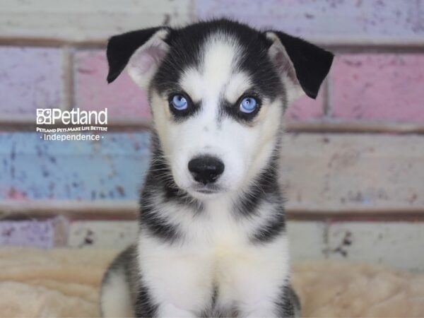 Siberian Husky DOG Female Black & White 2944 Petland Independence, Missouri