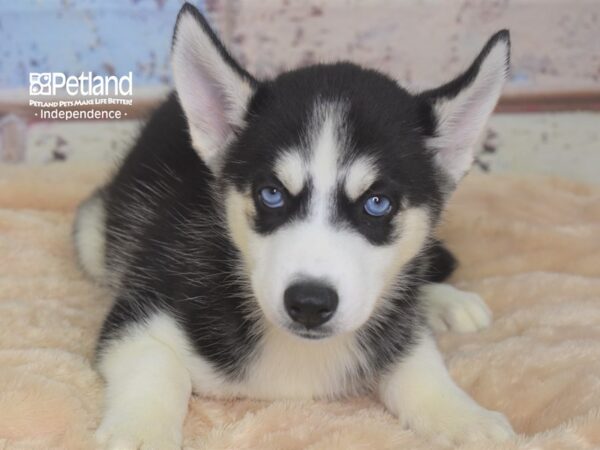 Siberian Husky DOG Female Black & White 2943 Petland Independence, Missouri