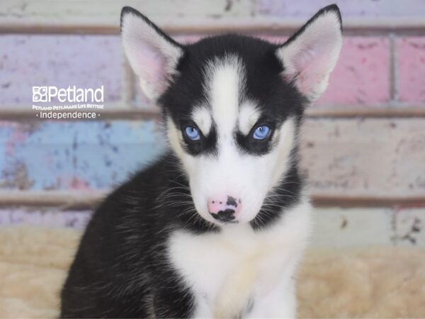 Siberian Husky-DOG-Female-Black & White-2939-Petland Independence, Missouri