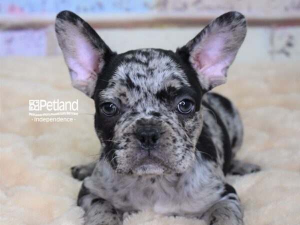 French Bulldog-DOG-Male-Blue Merle-2937-Petland Independence, Missouri