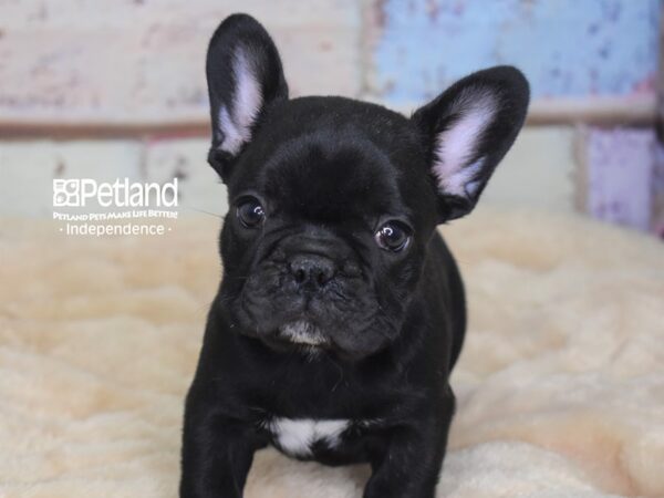 French Bulldog-DOG-Female-Black-2938-Petland Independence & Lee's Summit, MO