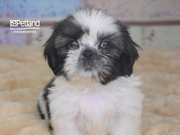 Shih Tzu DOG Female Gold & White, Black Tips 2951 Petland Independence, Missouri