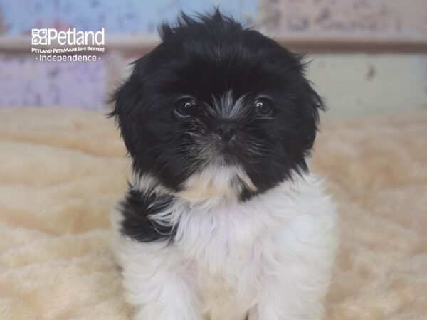 Shih Tzu DOG Female 2942 Petland Independence, Missouri