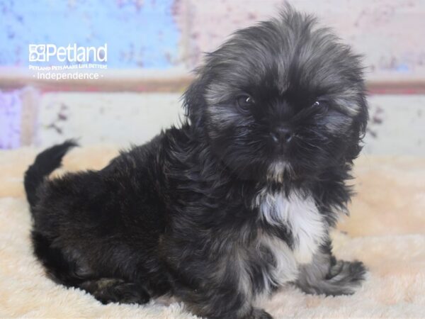 Shih Tzu-DOG-Female-Brindle-2949-Petland Independence, Missouri