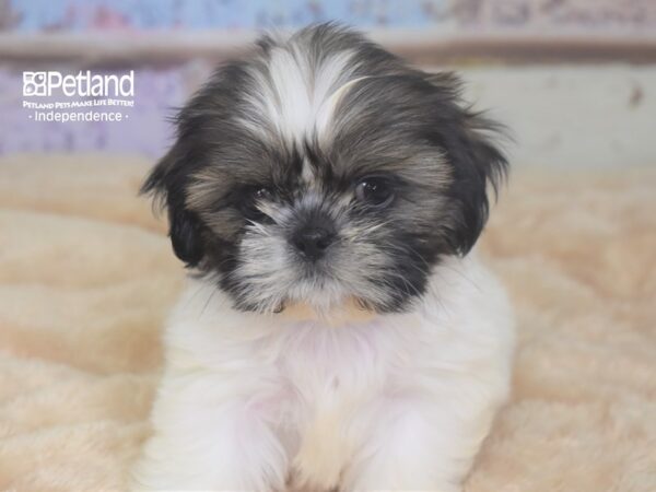 Shih Tzu DOG Male Gold & White 2952 Petland Independence, Missouri