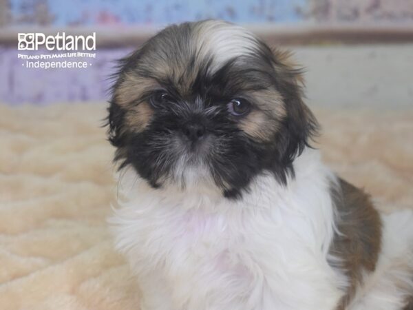 Shih Tzu DOG Male Gold & White, Black Mask 2953 Petland Independence, Missouri