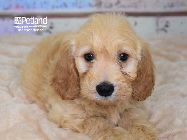 Miniature Goldendoodle DOG Male 2940 Petland Independence, Missouri