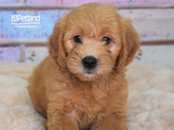 Miniature Goldendoodle-DOG-Female--2941-Petland Independence, Missouri