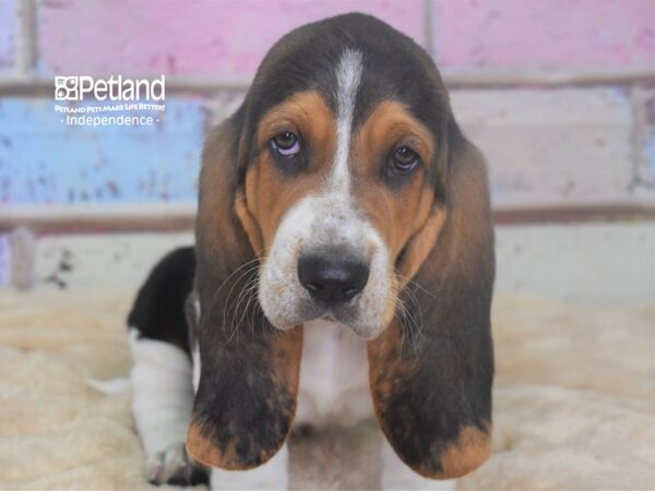 Basset Hound DOG Male Black, White, & Tan 2936 Petland Independence, Missouri