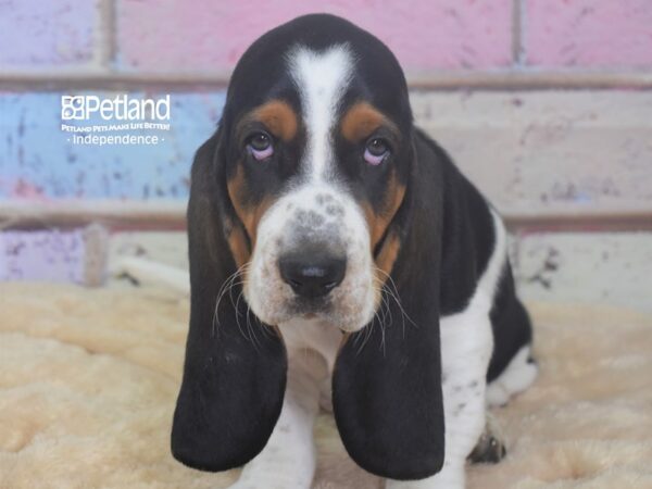 Basset Hound DOG Male Black, Tan, & White 2954 Petland Independence, Missouri