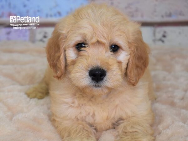 Miniature Goldendoodle DOG Male Light Golden 2957 Petland Independence, Missouri