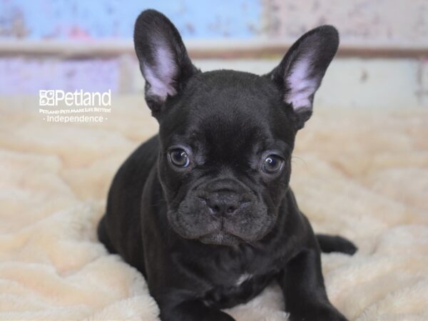 French Bulldog DOG Female Chocolate 2956 Petland Independence, Missouri