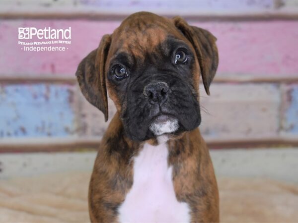 Boxer DOG Male Brindle 2964 Petland Independence, Missouri