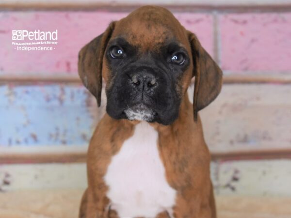 Boxer-DOG-Male-Brindle-2948-Petland Independence, Missouri