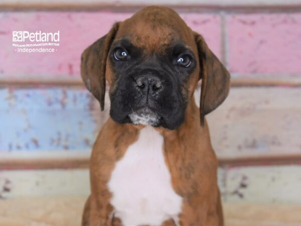 Boxer DOG Male Brindle 2948 Petland Independence, Missouri