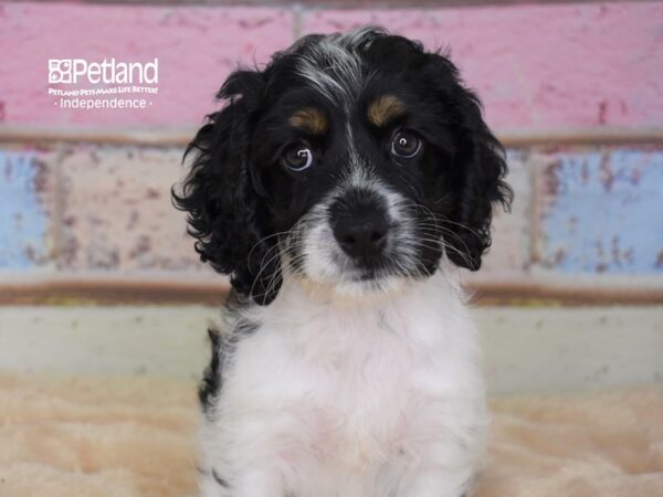 Cockapoo DOG Female Black and White 2955 Petland Independence, Missouri