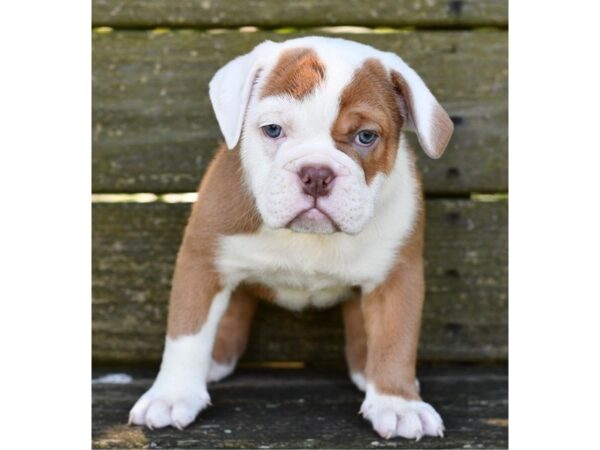 Olde English Bulldog-DOG-Female--2966-Petland Independence & Lee's Summit, MO